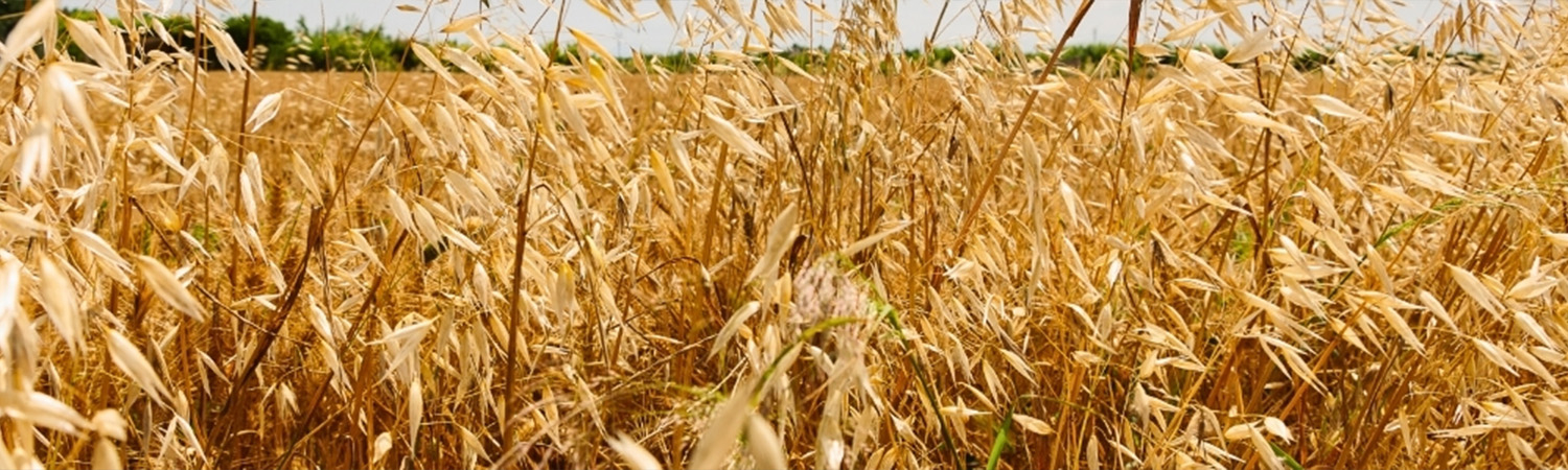 SAVINGS IN GRAIN DRYING WITH BIOFUELS