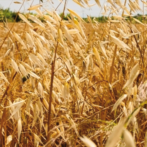 Grain drying